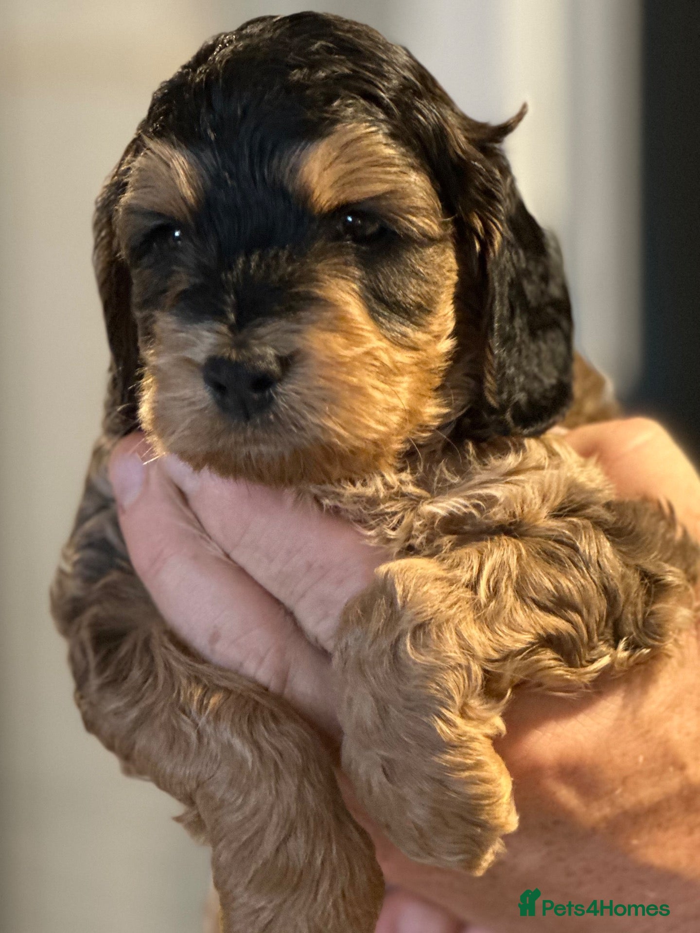 Cockapoo dogs Sable cockapoos, health tested parents  - Advert 1