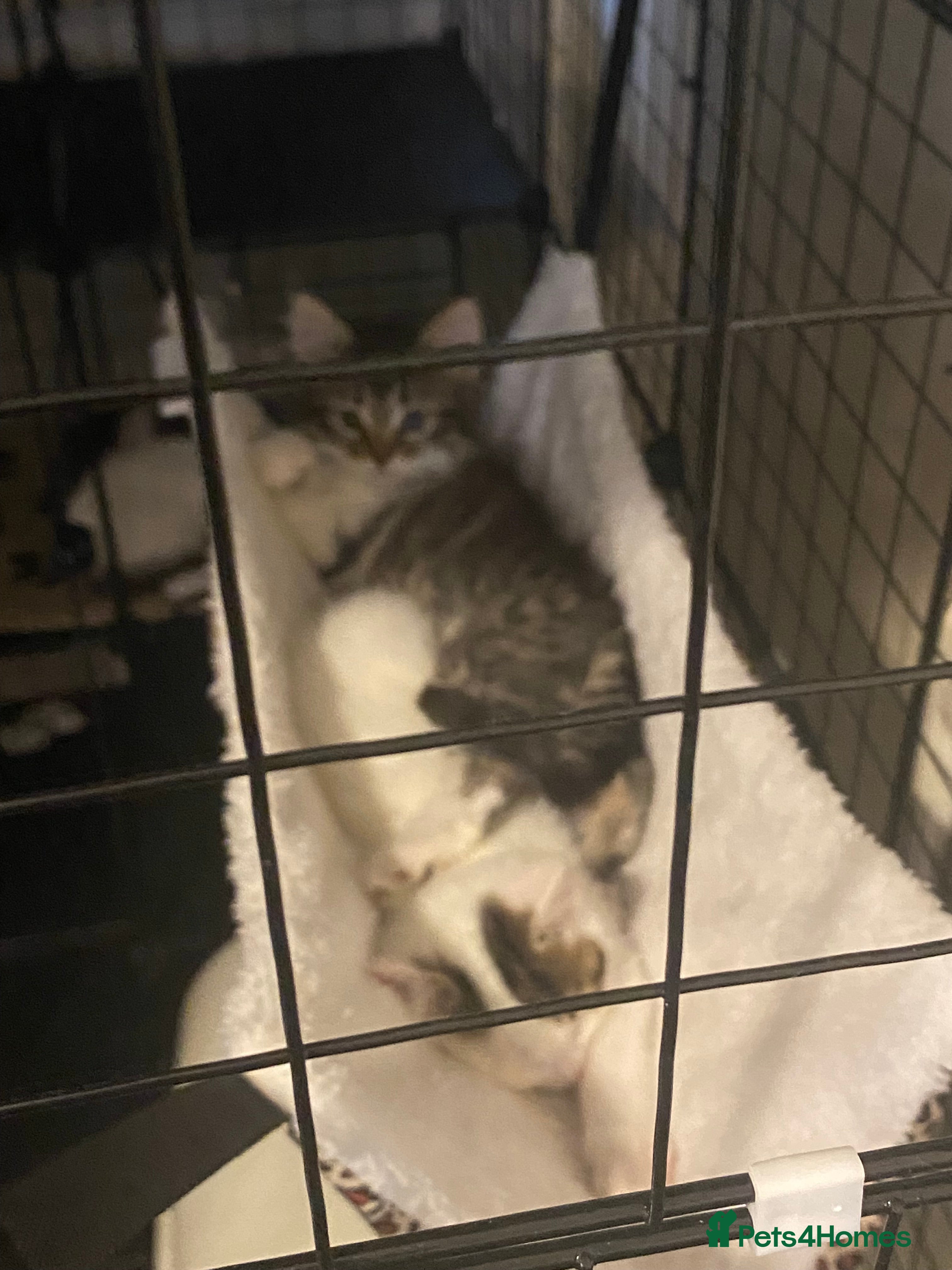 Mixed Breed cats For sale  - Advert 1