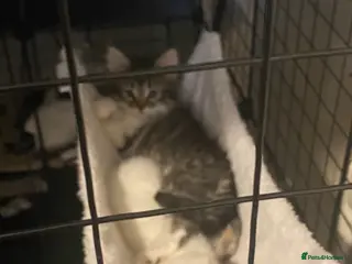 Mixed Breed cats For sale - Advert 1