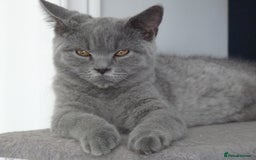 British Shorthair cats for sale: britsh short hair kittens  in Orpington - Image 17