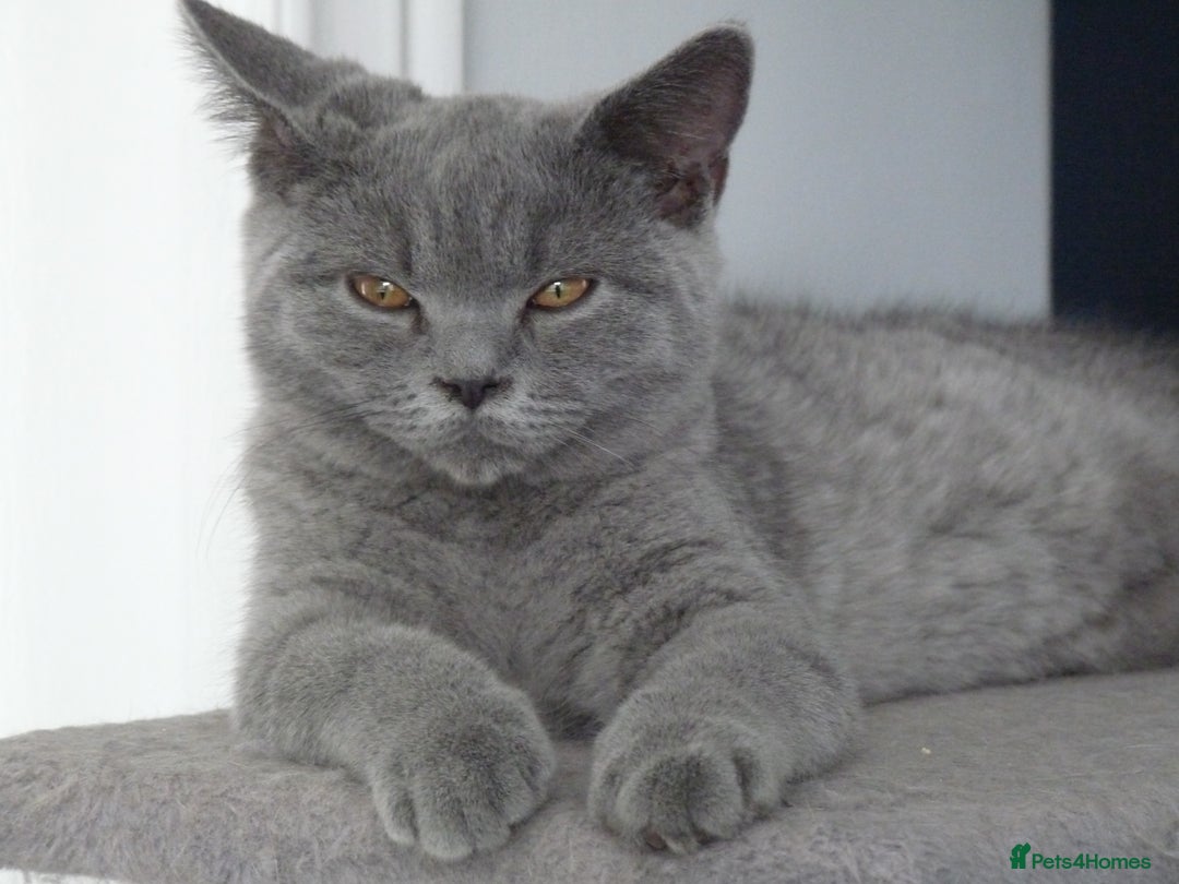 British Shorthair cats for sale: britsh short hair kittens  in Orpington - Image 17