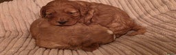 Cockapoo dogs for sale: Gorgous F1 Cockerpoo's Puppies - Advert 11