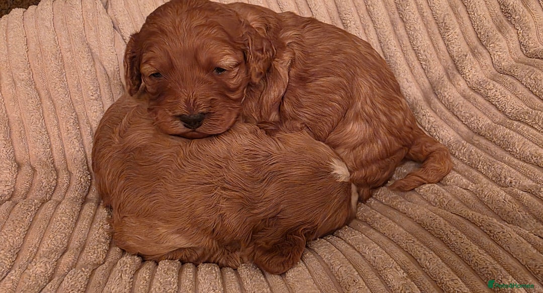 Cockapoo dogs for sale: Gorgous F1 Cockerpoo's Puppies - Advert 11