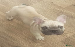 French Bulldog dogs for sale: French bulldog  - Image 15