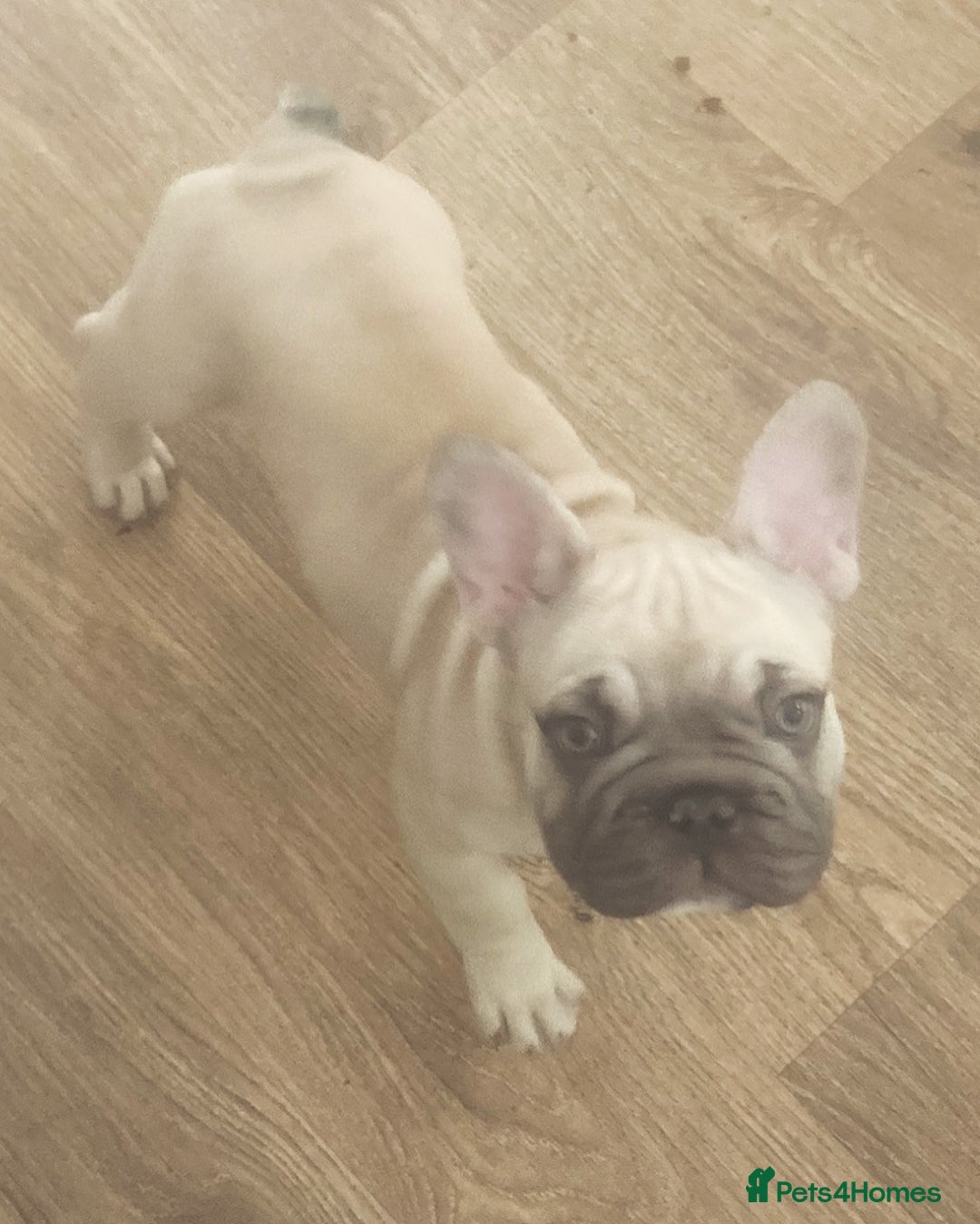 French Bulldog dogs for sale: French bulldog  - Image 15