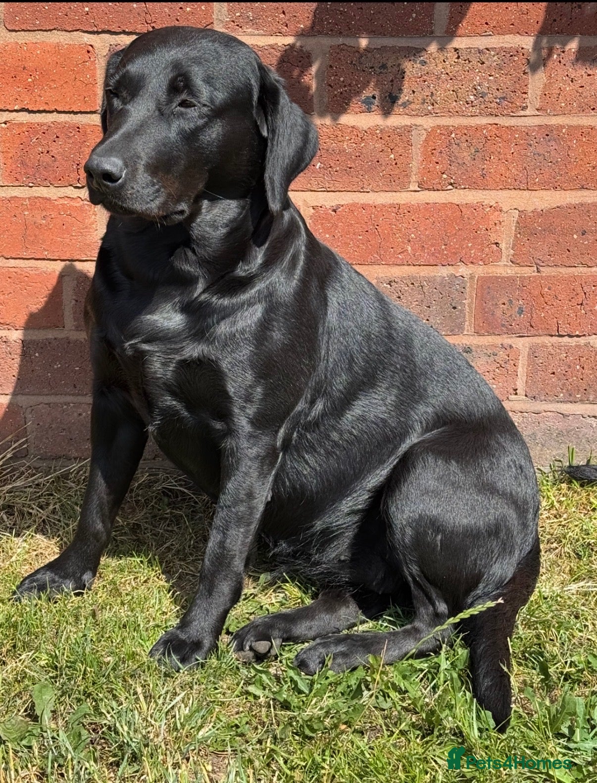 Labrador Retriever dogs Black Labrador Puppies  - Advert 1