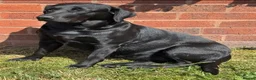 Labrador Retriever dogs for sale: Black Labrador Puppies  in Stoke-on-Trent - Advert 1