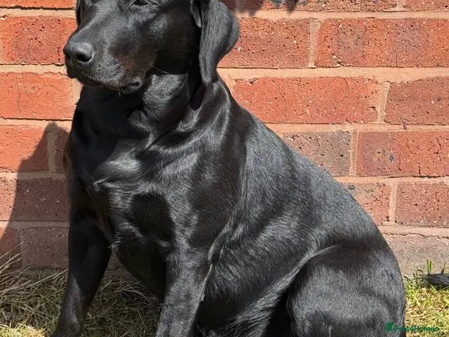 Labrador Retriever dogs for sale: Black Labrador Puppies - Advert 1