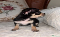 Chihuahua dogs for sale: Chihuahua puppies - Advert 4
