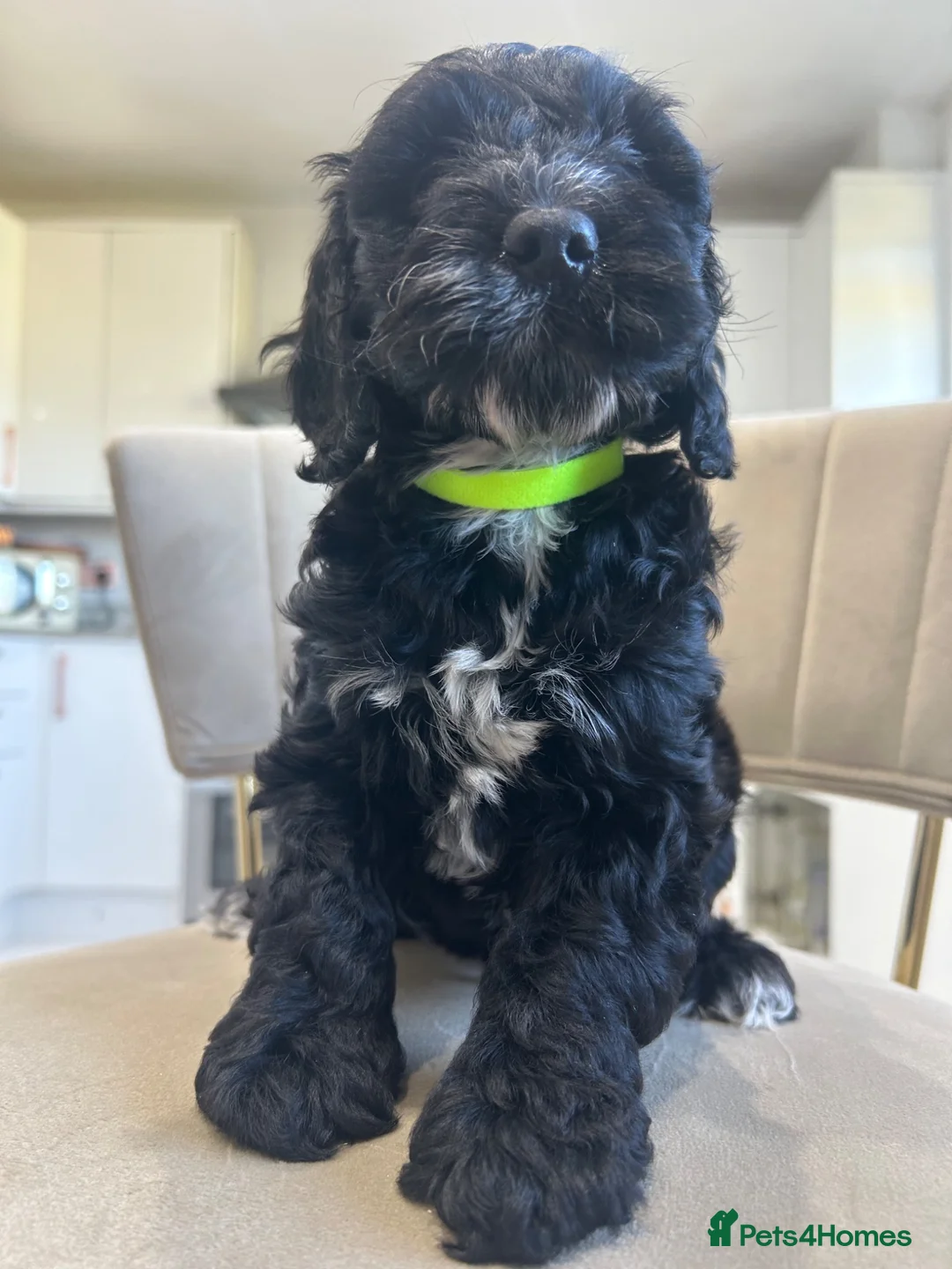 Cockapoo dogs for sale: F1 health tested from ethical breeder  - Advert 2