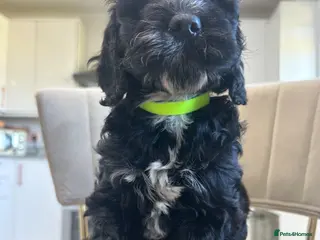 Cockapoo dogs Beautiful puppies from 5 star home breeder - Advert 1