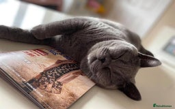 British Shorthair cats for sale: British shorthairs - Blue - Image 5