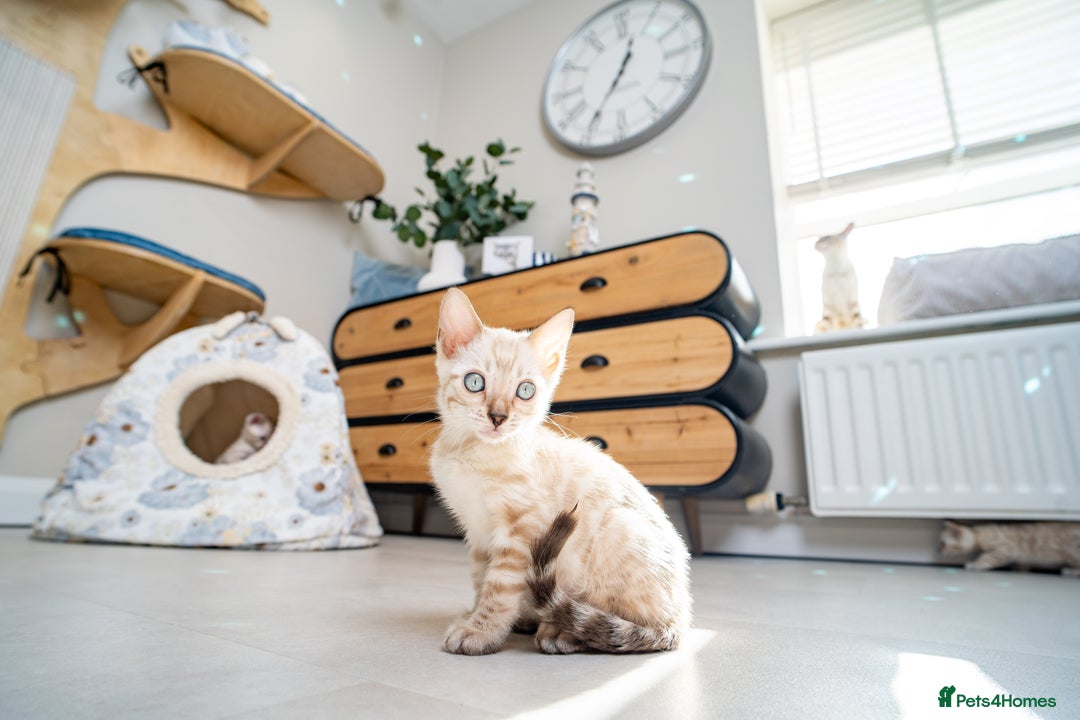 Bengal cats for sale: Frankie-Stunning Snow Bengal-TICA-Available now! - Image 1