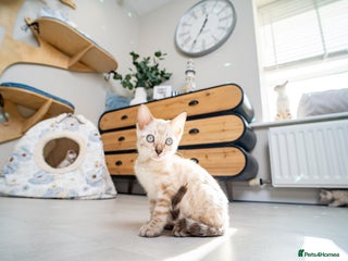 Bengal cats Frankie-Stunning Snow Bengal-TICA-Available now! - Advert 5