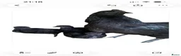 Chickens poultry for sale: Ayam cemani chicks in Wokingham - Advert 2