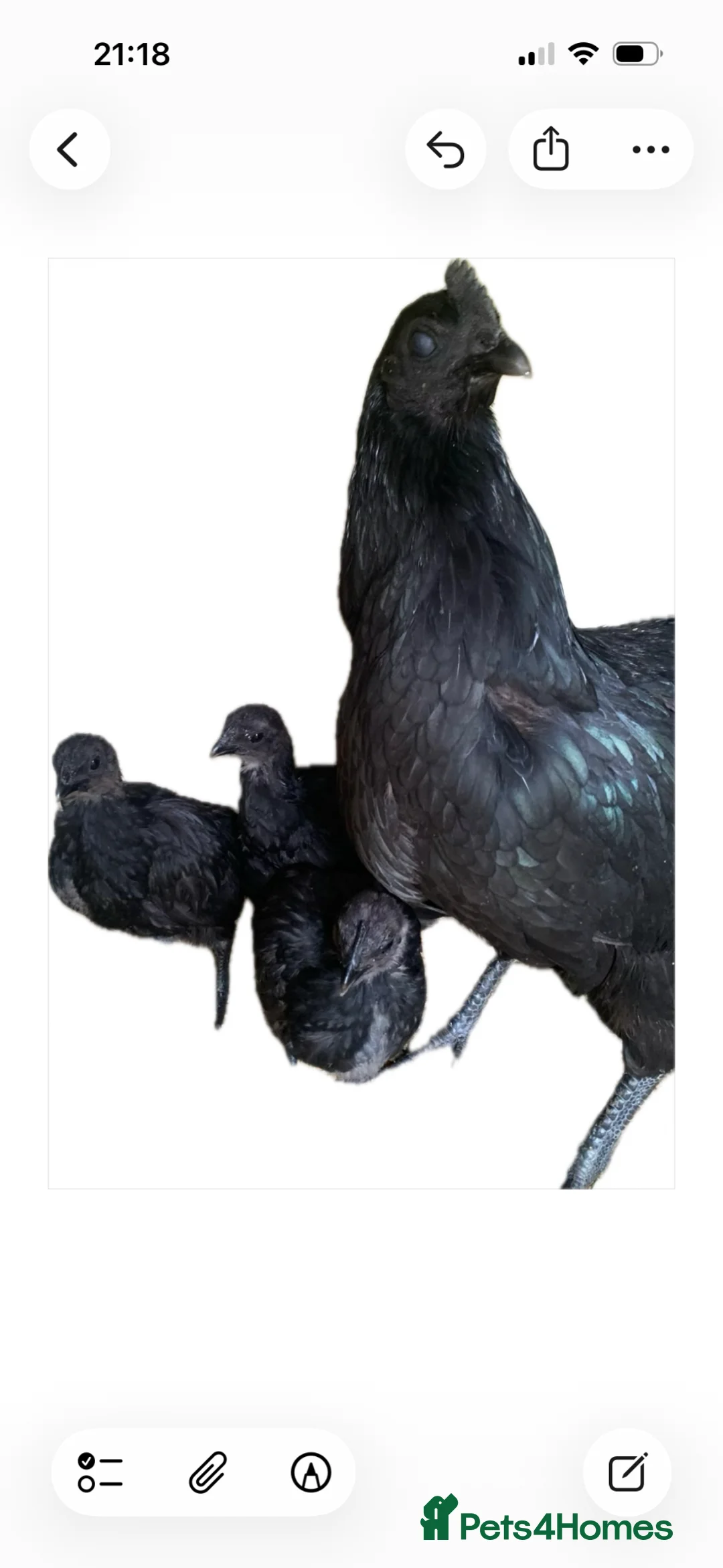 Chickens poultry for sale: Ayam cemani chicks in Wokingham - Advert 2