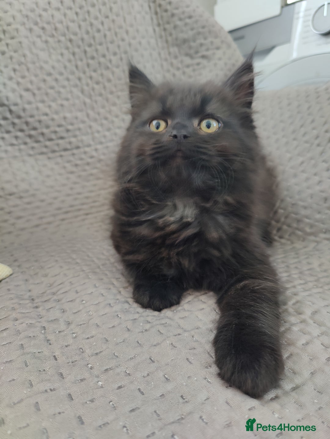 Mixed Breed cats for sale: Persian Mix kittens  - Advert 11