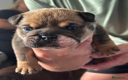 English Bulldog dogs for sale: Bulldog puppy’s  - Image 4