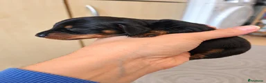 Dachshund 1
