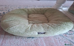 Domestic Shorthair cats for sale: Rehoming our beautiful Callie - Image 14