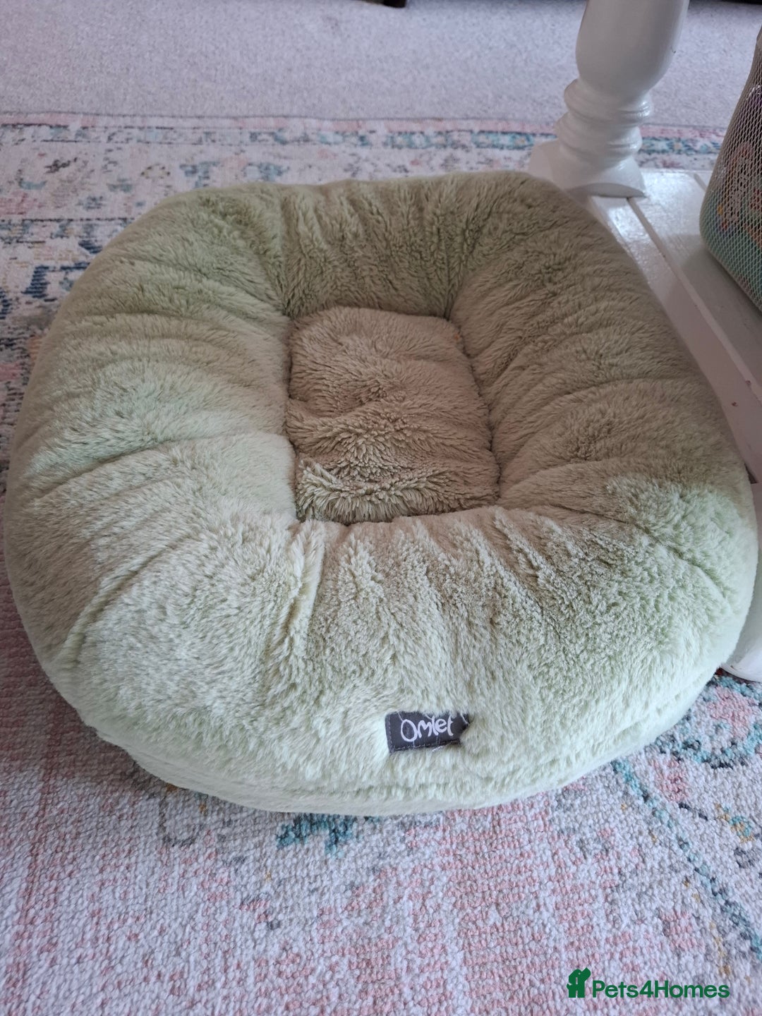 Domestic Shorthair cats for sale: Rehoming our beautiful Callie - Image 14