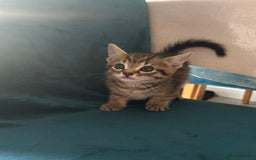 Domestic Shorthair cats for sale: Kittens looking for their forever home  - Image 16