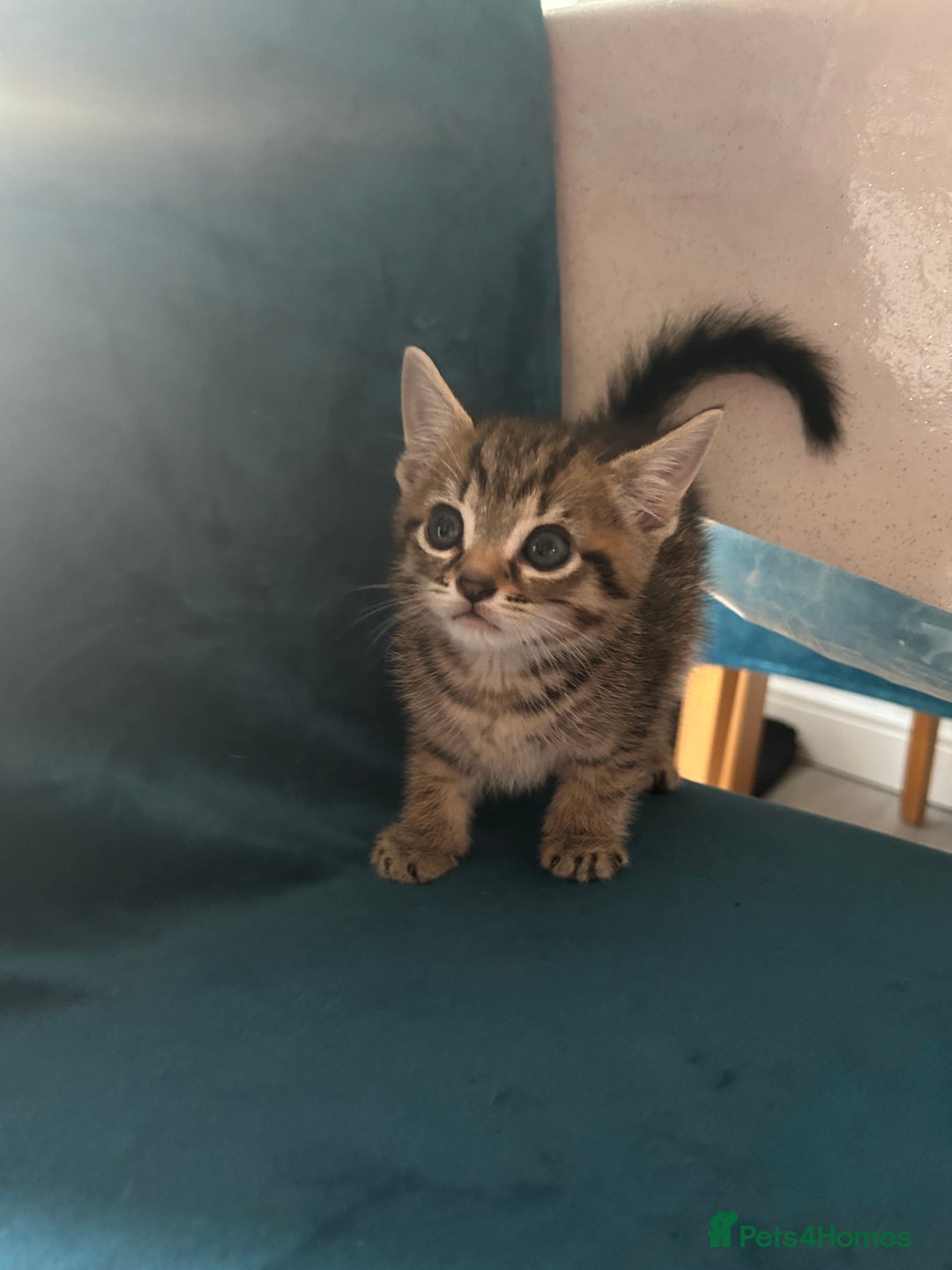 Domestic Shorthair cats for sale: Kittens looking for their forever home  - Image 16
