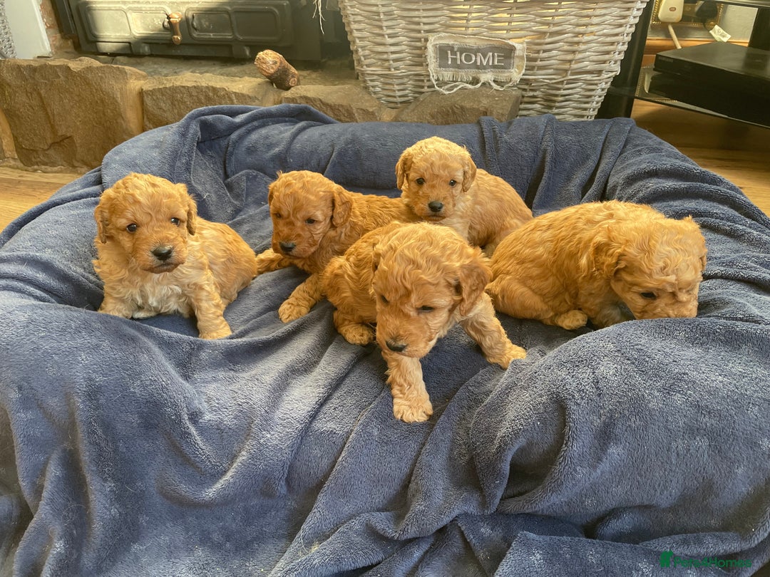 Cockapoo dogs for sale: F2b COCKAPOO PUPPIES - Advert 1
