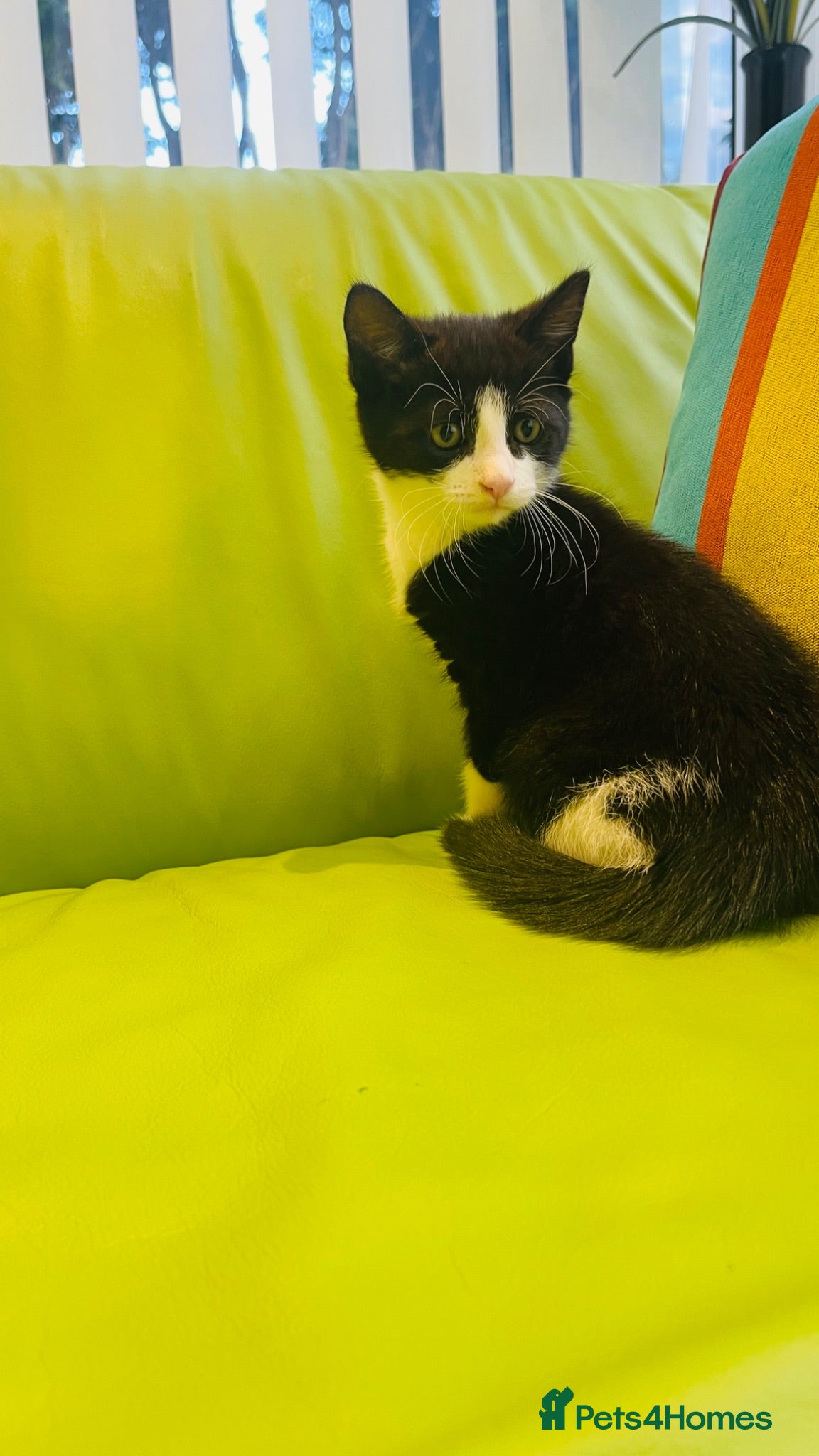 Mixed Breed cats Wonderful, clever, healthy Kittens for sale - Advert 2