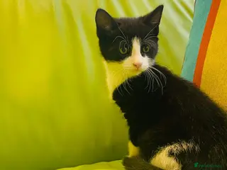Mixed Breed cats Wonderful, clever, healthy Kittens for sale - Advert 1