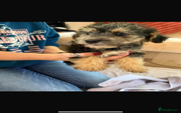Jackapoo dogs for sale: 5 beautiful jackapoos - Image 9