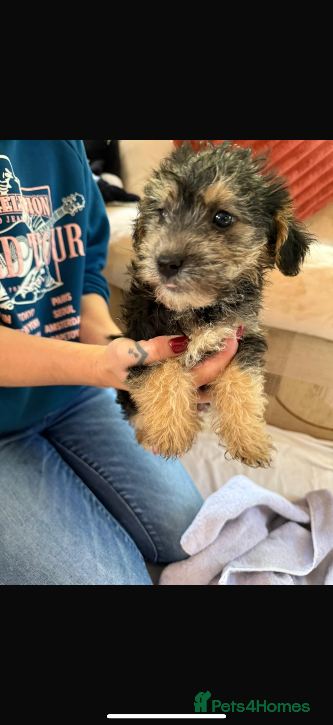 Jackapoo dogs for sale: 5 beautiful jackapoos - Image 9