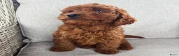 Cavapoo dogs for sale: Cavapoobabiesuk litter has arrived  - Advert 5