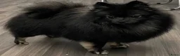 Pomeranian dogs for sale: Beautiful Pomeranian puppies  - Advert 2