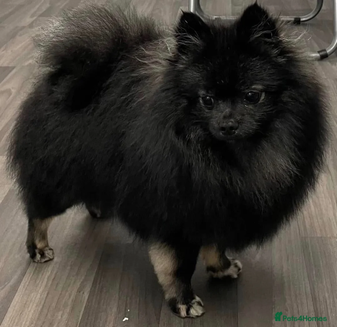 Pomeranian dogs for sale: Beautiful Pomeranian puppies  - Advert 2