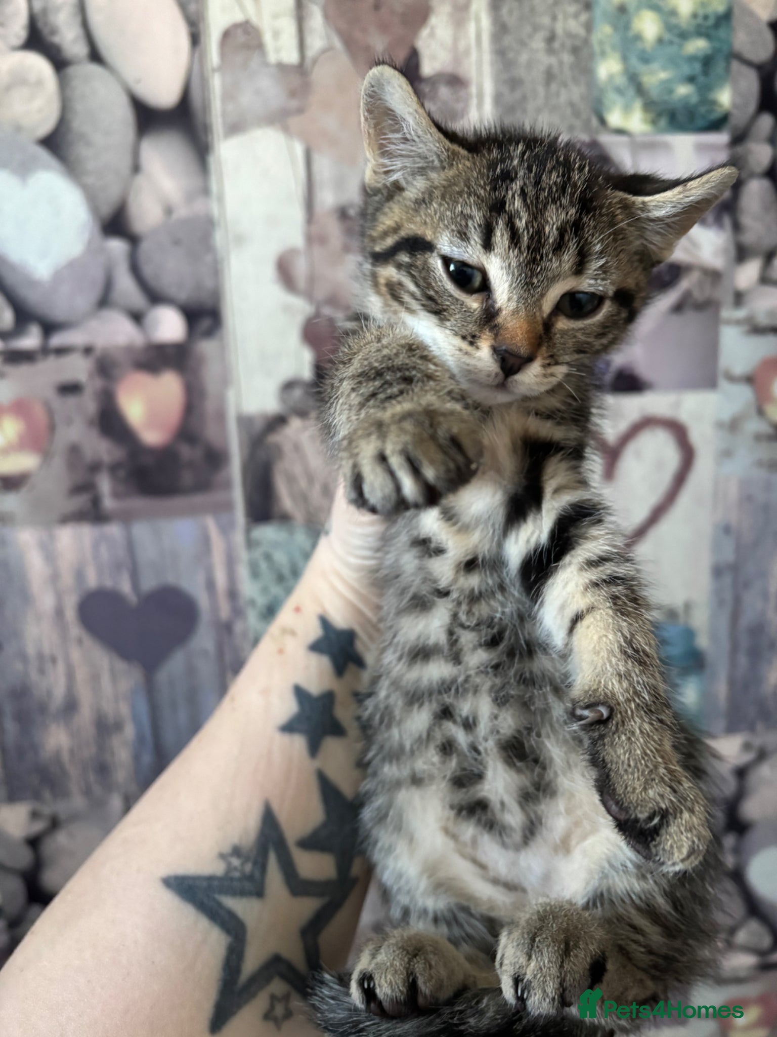 Mixed Breed cats Exceptional kittens  - Advert 11