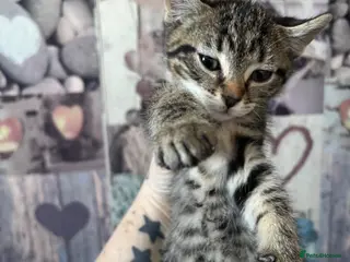 Mixed Breed cats Exceptional kittens - Advert 11