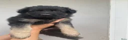 German Shepherd dogs for sale: German Shepherd puppies – Kennel Club registered - Advert 37