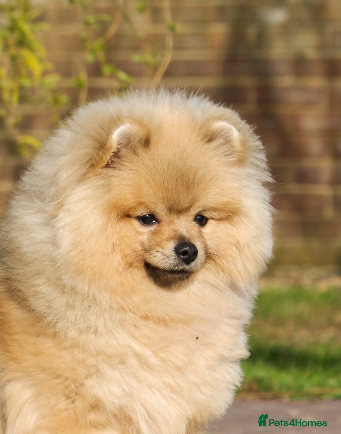 Pomeranian dogs Top Quality Pomeranian Puppy “Misty” 🐾 - Advert 2