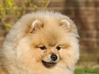 Pomeranian dogs Top Quality Pomeranian Puppy “Misty” 🐾 - Advert 2