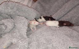 Rat rodents for sale: Adorable baby rats beautiful tamed boys - Image 7
