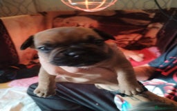French Bulldog dogs for sale: French bulldog  - Image 3