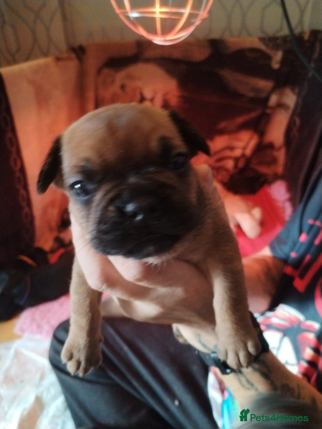 French Bulldog dogs for sale: French bulldog  - Image 3