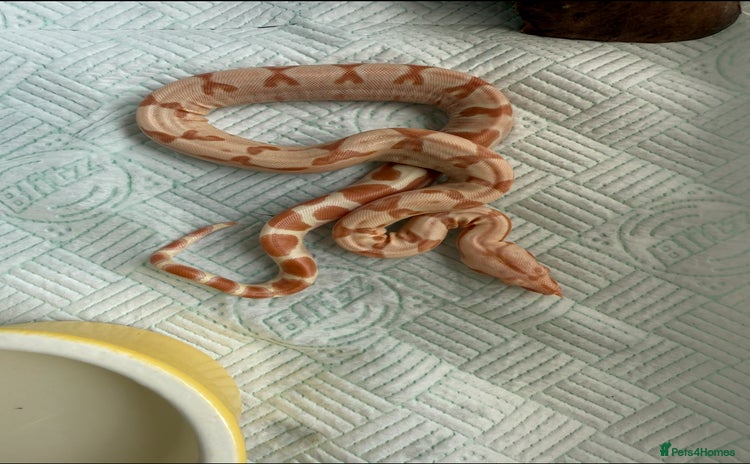 Boa Snake reptiles - Advert 3
