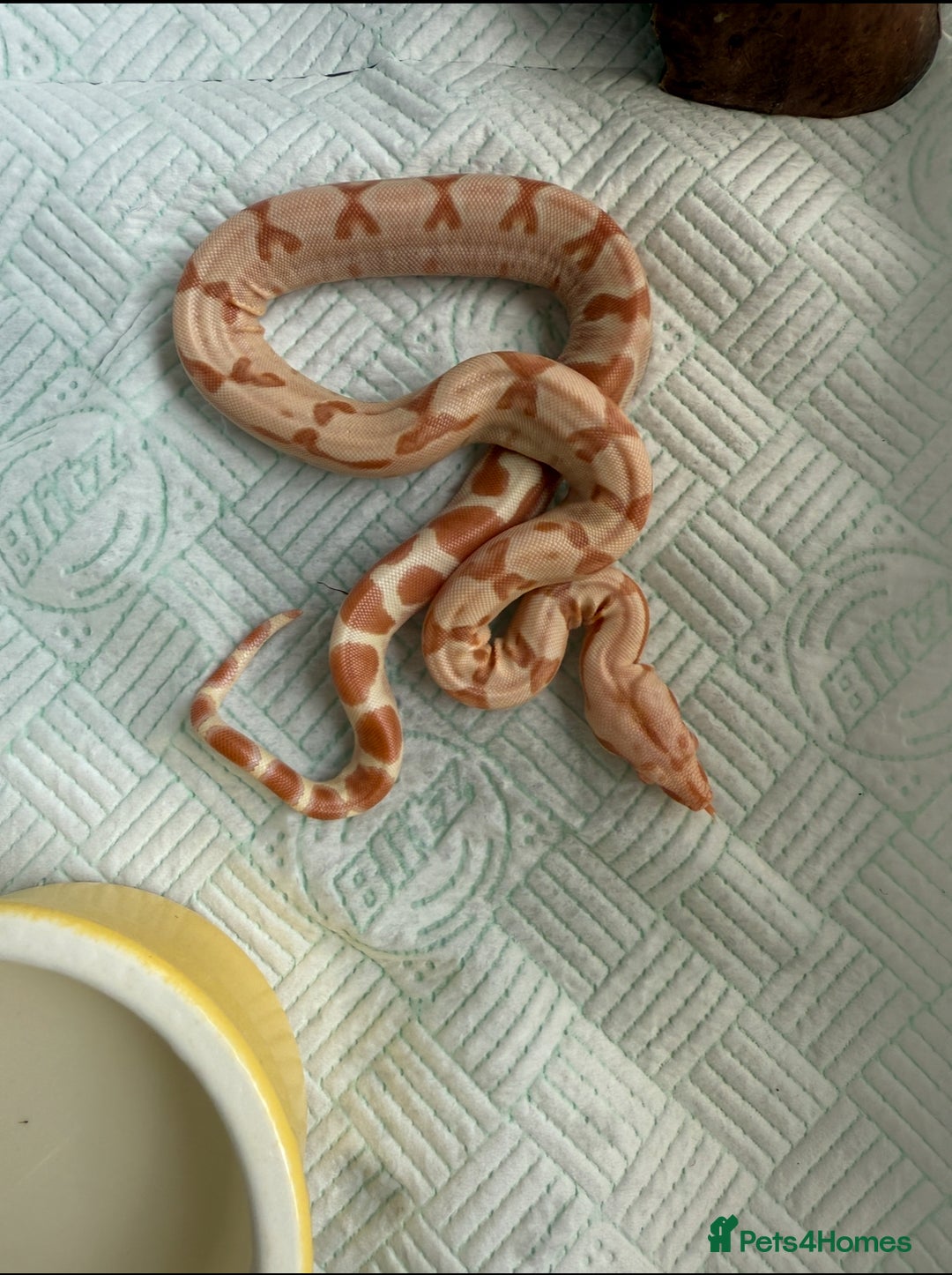 Boa Snake reptiles for sale: Sunglow Boas  - Image 1