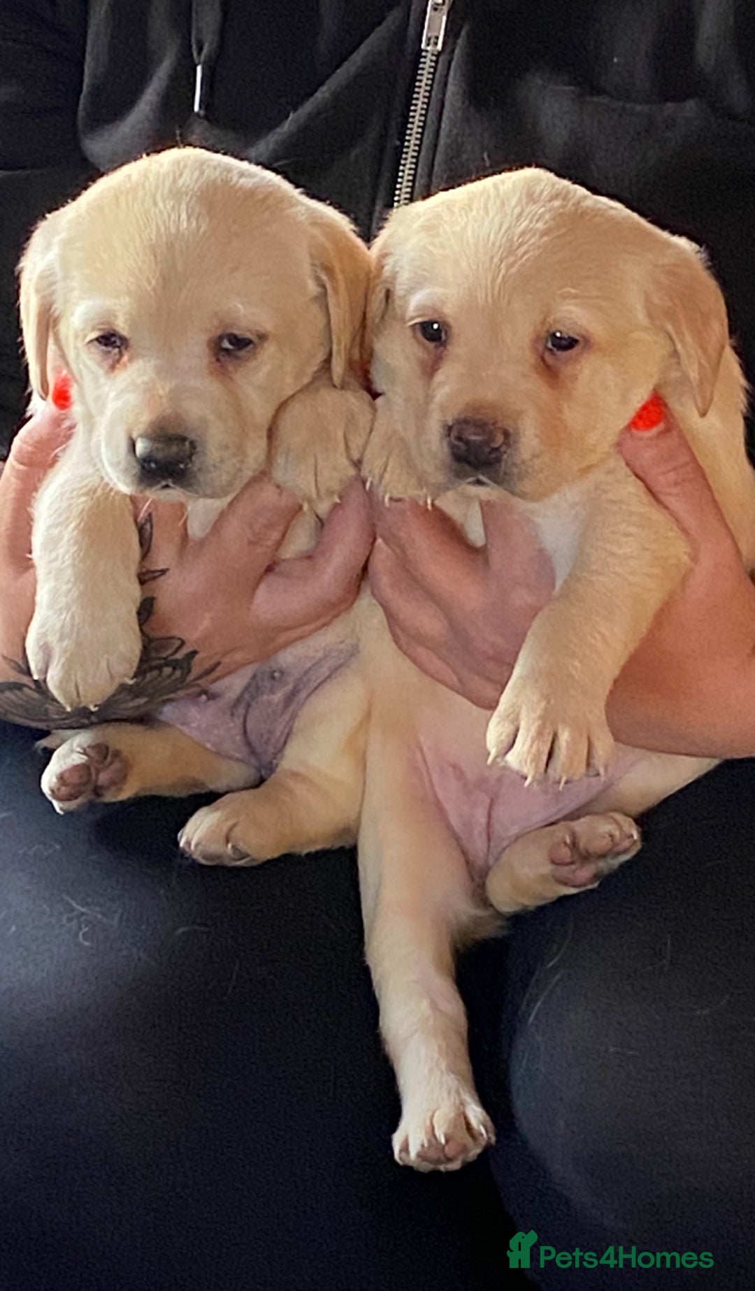 Labrador Retriever dogs for sale: Chunky Labradors  - Image 8