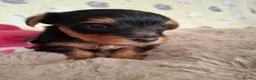 Yorkshire Terrier dogs for sale: Charming Yorkshire Terrier Puppies - Advert 31
