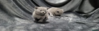 British blue boy