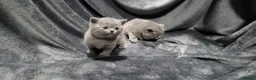British Shorthair cats for sale: ☆☆ prestige chunky & fluffy, britsh shorthairs! ☆☆ - Advert 31