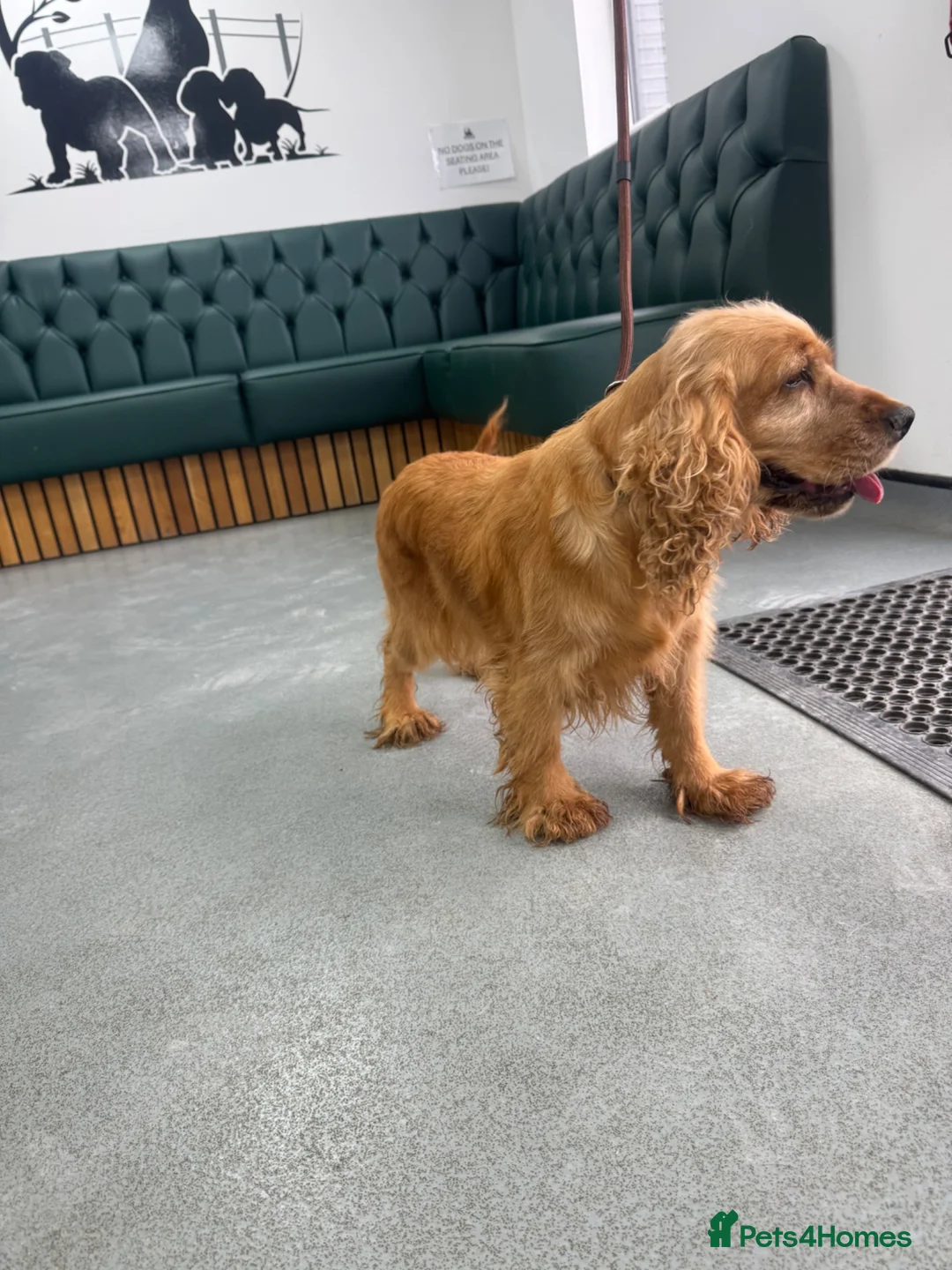 Cocker Spaniel dogs for sale: Adult show cocker spaniel  - Advert 3